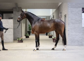 Hannoveriano, Caballo castrado, 8 años, 172 cm, Castaño