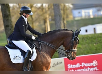 Hannoveriano, Caballo castrado, 8 años, 172 cm, Castaño