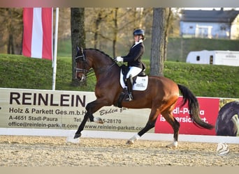 Hannoveriano, Caballo castrado, 8 años, 172 cm, Castaño