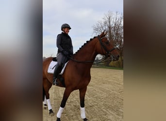 Hannoveriano, Caballo castrado, 8 años, 172 cm, Castaño