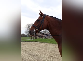 Hannoveriano, Caballo castrado, 8 años, 172 cm, Castaño