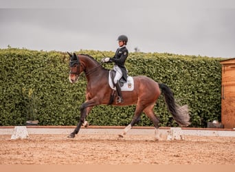 Hannoveriano, Caballo castrado, 8 años, 172 cm, Castaño oscuro