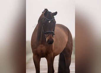 Hannoveriano, Caballo castrado, 8 años, 172 cm, Castaño oscuro