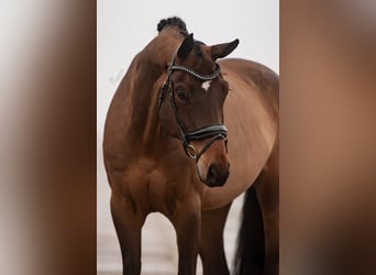 Hannoveriano, Caballo castrado, 8 años, 172 cm, Castaño oscuro