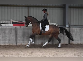 Hannoveriano, Caballo castrado, 8 años, 172 cm, Castaño oscuro