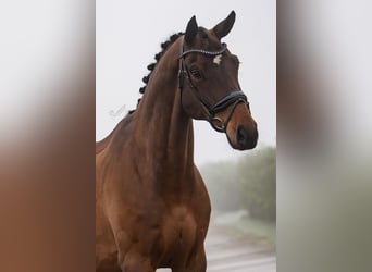 Hannoveriano, Caballo castrado, 8 años, 172 cm, Castaño oscuro