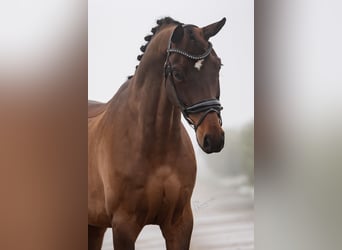 Hannoveriano, Caballo castrado, 8 años, 172 cm, Castaño oscuro