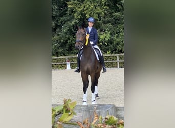 Hannoveriano, Caballo castrado, 8 años, 172 cm, Castaño oscuro