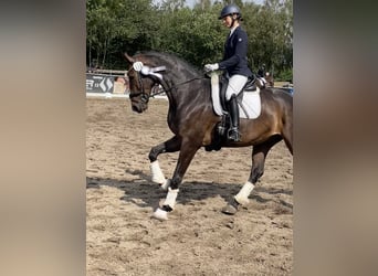 Hannoveriano, Caballo castrado, 8 años, 172 cm, Castaño oscuro