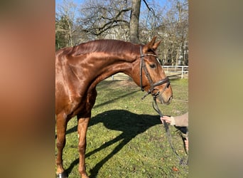 Hannoveriano, Caballo castrado, 8 años, 173 cm, Alazán