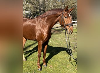 Hannoveriano, Caballo castrado, 8 años, 173 cm, Alazán