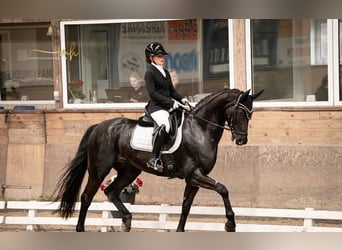 Hannoveriano, Caballo castrado, 8 años, 173 cm