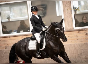 Hannoveriano, Caballo castrado, 8 años, 173 cm