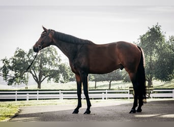 Hannoveriano, Caballo castrado, 8 años, 173 cm, Castaño oscuro