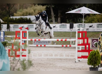 Hannoveriano, Caballo castrado, 8 años, 173 cm, Tordo