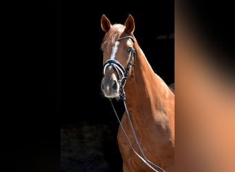 Hannoveriano, Caballo castrado, 8 años, 174 cm, Alazán