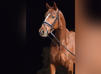 Hannoveriano, Caballo castrado, 8 años, 174 cm, Alazán