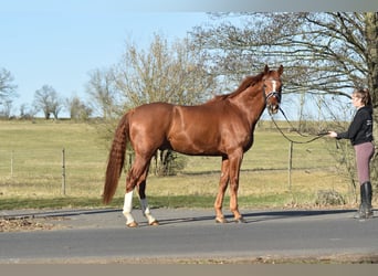 Hannoveriano, Caballo castrado, 8 años, 174 cm, Alazán