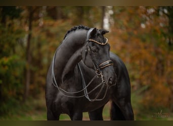 Hannoveriano, Caballo castrado, 8 años, 174 cm, Negro