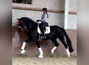 Hannoveriano, Caballo castrado, 8 años, 174 cm, Negro