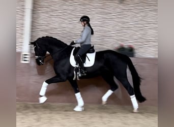 Hannoveriano, Caballo castrado, 8 años, 174 cm, Negro