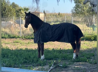 Hannoveriano, Caballo castrado, 8 años, 175 cm, Alazán