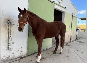 Hannoveriano, Caballo castrado, 8 años, 175 cm, Alazán