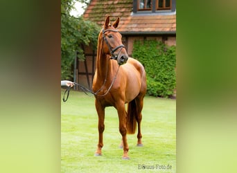 Hannoveriano, Caballo castrado, 8 años, 175 cm, Alazán-tostado