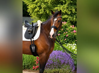 Hannoveriano, Caballo castrado, 8 años, 175 cm, Castaño oscuro