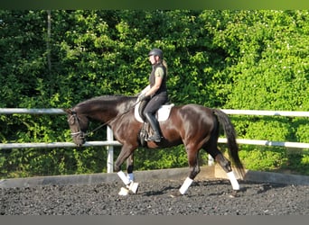 Hannoveriano, Caballo castrado, 8 años, 175 cm, Negro