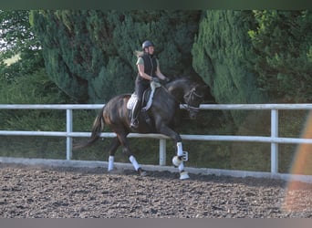 Hannoveriano, Caballo castrado, 8 años, 175 cm, Negro