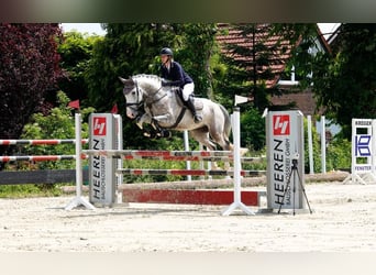 Hannoveriano, Caballo castrado, 8 años, 177 cm, Tordo