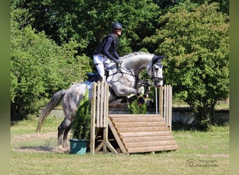 Hannoveriano, Caballo castrado, 8 años, 177 cm, Tordo