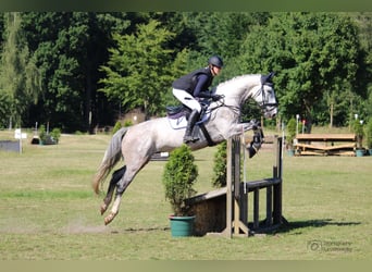 Hannoveriano, Caballo castrado, 8 años, 177 cm, Tordo