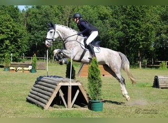 Hannoveriano, Caballo castrado, 8 años, 177 cm, Tordo