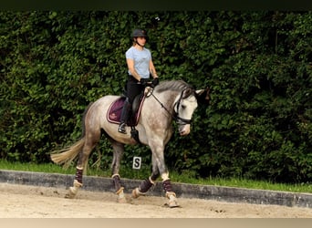 Hannoveriano, Caballo castrado, 8 años, 177 cm, Tordo