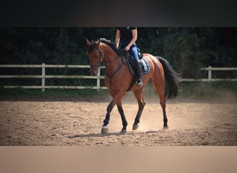 Hannoveriano, Caballo castrado, 8 años, 178 cm, Castaño