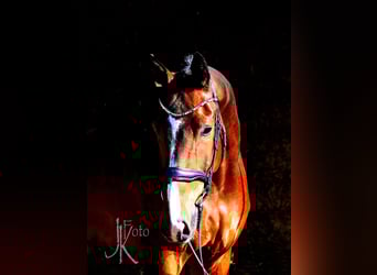 Hannoveriano, Caballo castrado, 8 años, 182 cm, Castaño oscuro