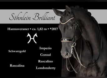 Hannoveriano, Caballo castrado, 8 años, 182 cm, Negro