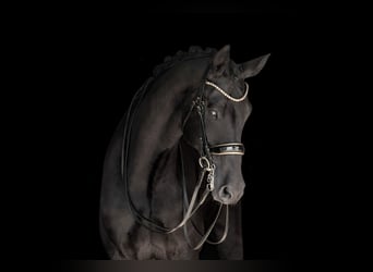 Hannoveriano, Caballo castrado, 8 años, 182 cm, Negro