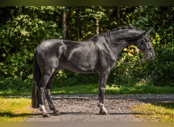 Hannoveriano, Caballo castrado, 8 años, 182 cm, Negro