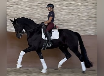 Hannoveriano, Caballo castrado, 8 años, 182 cm, Negro