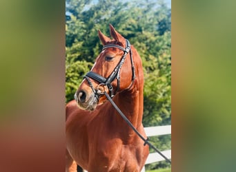 Hannoveriano, Caballo castrado, 8 años, Alazán rojizo