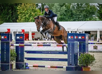Hannoveriano, Caballo castrado, 8 años, Castaño