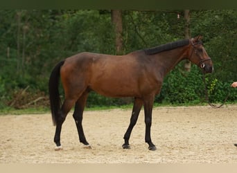 Hannoveriano, Caballo castrado, 8 años, Castaño