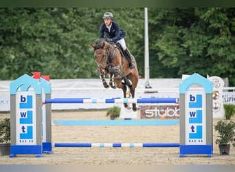 Hannoveriano, Caballo castrado, 8 años, Castaño