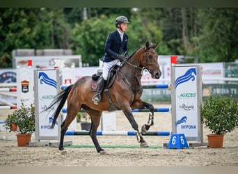 Hannoveriano, Caballo castrado, 8 años, Castaño
