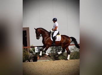 Hannoveriano, Caballo castrado, 8 años, Castaño rojizo