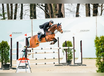 Hannoveriano, Caballo castrado, 9 años, 162 cm, Castaño