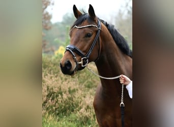 Hannoveriano, Caballo castrado, 9 años, 165 cm, Castaño